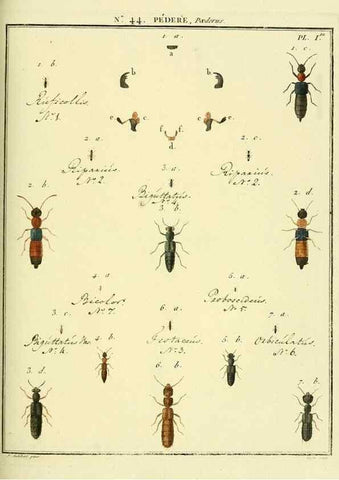Reproducción/Reproduction 8112708959: Entomologie, ou, Histoire naturelle des insectes :. A Paris :De l'Imprimerie de Baudoin,1789-1808.