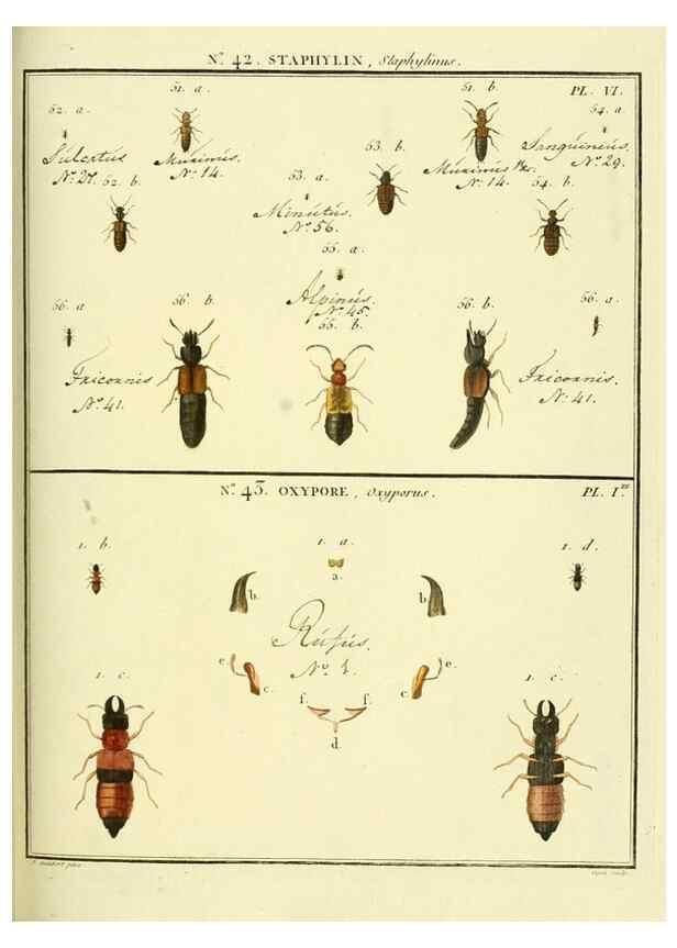 Reproducción/Reproduction 8112708571: Entomologie, ou, Histoire naturelle des insectes :. A Paris :De l'Imprimerie de Baudoin,1789-1808.