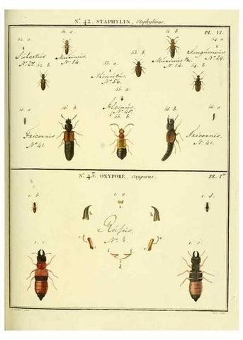Reproducción/Reproduction 8112708571: Entomologie, ou, Histoire naturelle des insectes :. A Paris :De l'Imprimerie de Baudoin,1789-1808.
