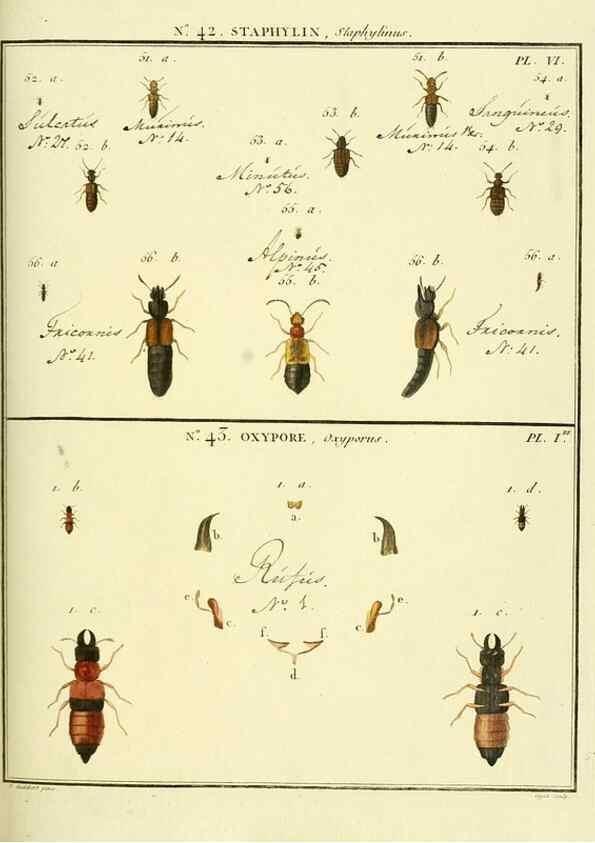 Reproducción/Reproduction 8112708571: Entomologie, ou, Histoire naturelle des insectes :. A Paris :De l'Imprimerie de Baudoin,1789-1808.