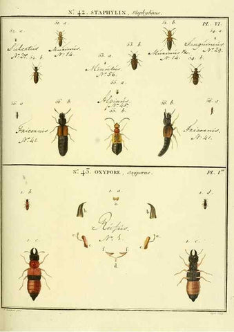 Reproducción/Reproduction 8112708571: Entomologie, ou, Histoire naturelle des insectes :. A Paris :De l'Imprimerie de Baudoin,1789-1808.