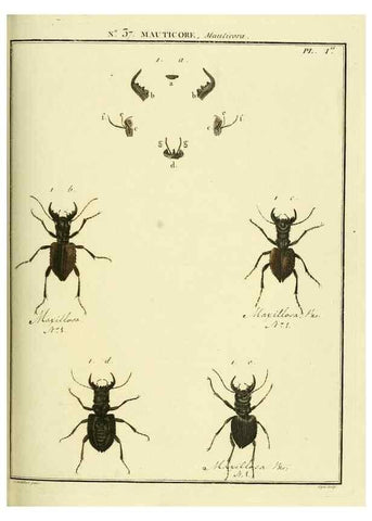 Reproducción/Reproduction 8112700927: Entomologie, ou, Histoire naturelle des insectes :. A Paris :De l'Imprimerie de Baudoin,1789-1808.
