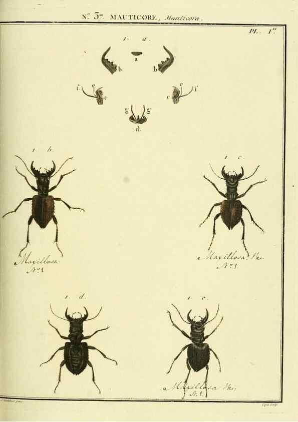 Reproducción/Reproduction 8112700927: Entomologie, ou, Histoire naturelle des insectes :. A Paris :De l'Imprimerie de Baudoin,1789-1808.