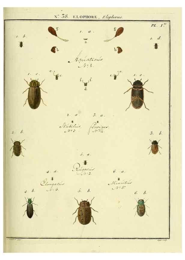 Reproducción/Reproduction 8112701655: Entomologie, ou, Histoire naturelle des insectes :. A Paris :De l'Imprimerie de Baudoin,1789-1808.