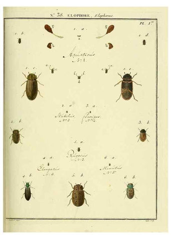 Reproducción/Reproduction 8112701655: Entomologie, ou, Histoire naturelle des insectes :. A Paris :De l'Imprimerie de Baudoin,1789-1808.