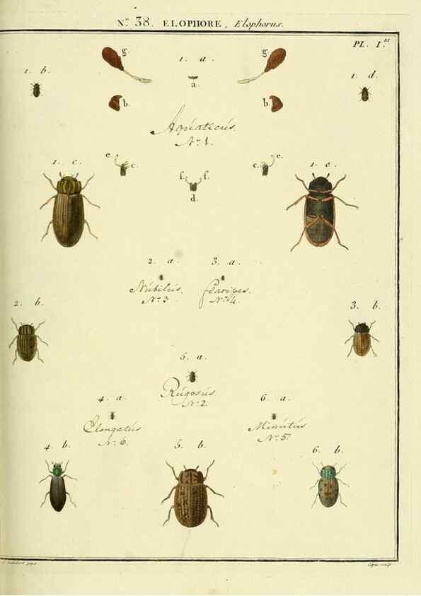 Reproducción/Reproduction 8112701655: Entomologie, ou, Histoire naturelle des insectes :. A Paris :De l'Imprimerie de Baudoin,1789-1808.