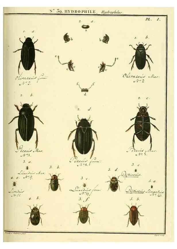 Reproducción/Reproduction 8112702093: Entomologie, ou, Histoire naturelle des insectes :. A Paris :De l'Imprimerie de Baudoin,1789-1808.