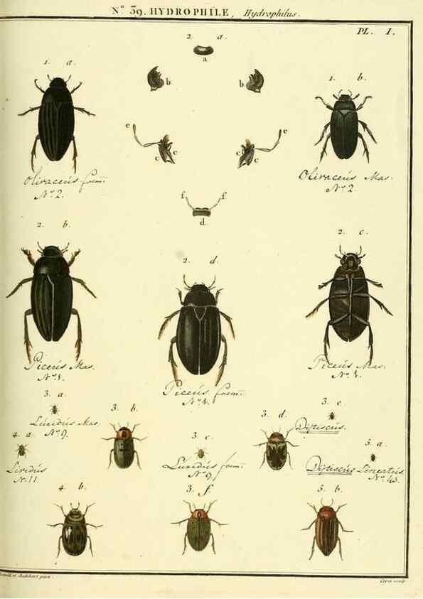 Reproducción/Reproduction 8112702093: Entomologie, ou, Histoire naturelle des insectes :. A Paris :De l'Imprimerie de Baudoin,1789-1808.