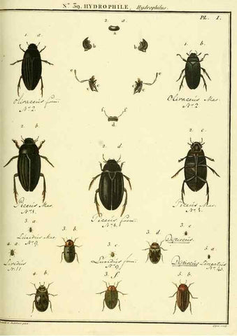 Reproducción/Reproduction 8112702093: Entomologie, ou, Histoire naturelle des insectes :. A Paris :De l'Imprimerie de Baudoin,1789-1808.