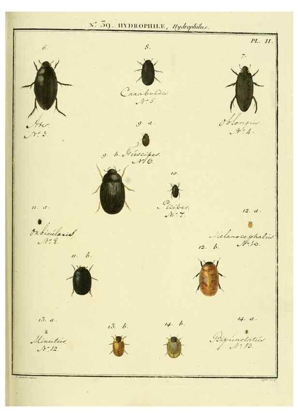 Reproducción/Reproduction 8112711966: Entomologie, ou, Histoire naturelle des insectes :. A Paris :De l'Imprimerie de Baudoin,1789-1808.