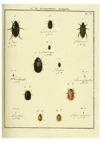 Reproducción/Reproduction 8112711966: Entomologie, ou, Histoire naturelle des insectes :. A Paris :De l'Imprimerie de Baudoin,1789-1808.