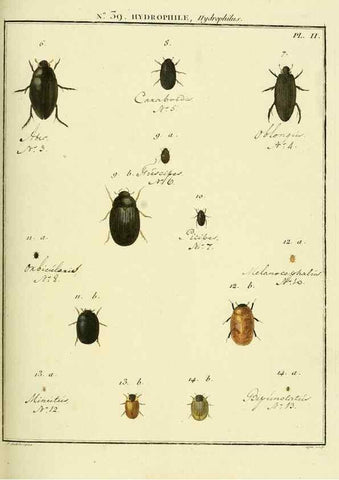 Reproducción/Reproduction 8112711966: Entomologie, ou, Histoire naturelle des insectes :. A Paris :De l'Imprimerie de Baudoin,1789-1808.