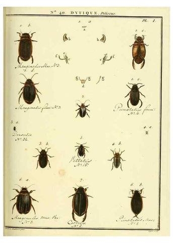 Reproducción/Reproduction 8112703037: Entomologie, ou, Histoire naturelle des insectes :. A Paris :De l'Imprimerie de Baudoin,1789-1808.
