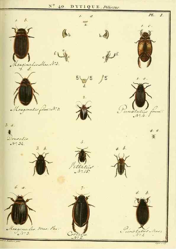 Reproducción/Reproduction 8112703037: Entomologie, ou, Histoire naturelle des insectes :. A Paris :De l'Imprimerie de Baudoin,1789-1808.