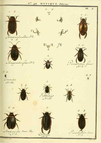 Reproducción/Reproduction 8112703037: Entomologie, ou, Histoire naturelle des insectes :. A Paris :De l'Imprimerie de Baudoin,1789-1808.
