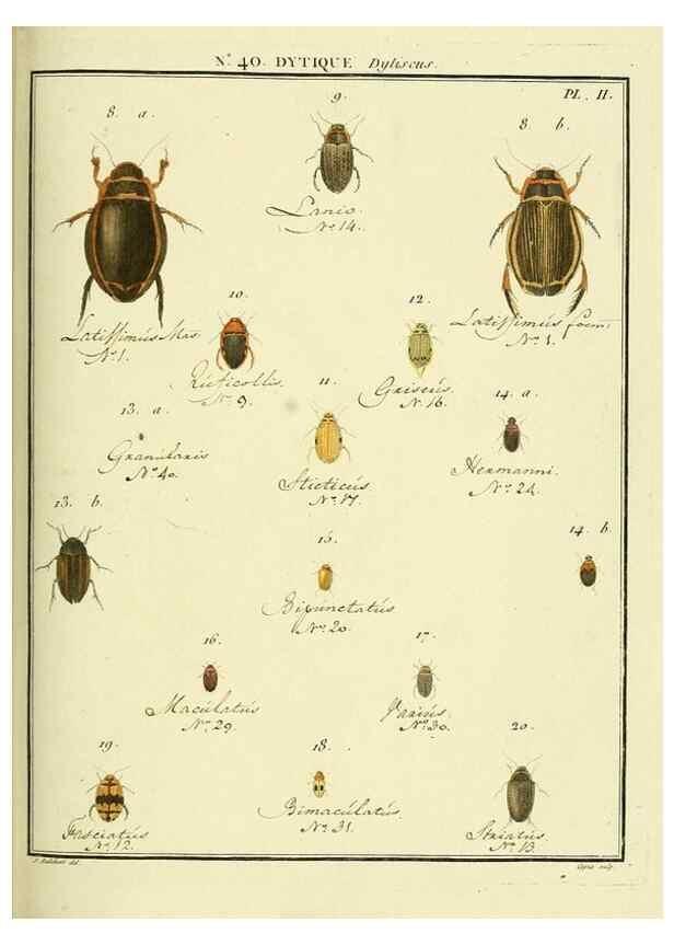 Reproducción/Reproduction 8112712784: Entomologie, ou, Histoire naturelle des insectes :. A Paris :De l'Imprimerie de Baudoin,1789-1808.