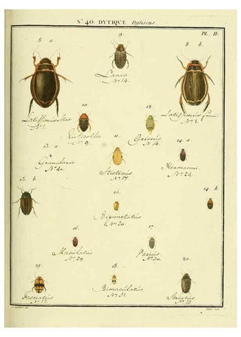 Reproducción/Reproduction 8112712784: Entomologie, ou, Histoire naturelle des insectes :. A Paris :De l'Imprimerie de Baudoin,1789-1808.