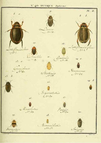 Reproducción/Reproduction 8112712784: Entomologie, ou, Histoire naturelle des insectes :. A Paris :De l'Imprimerie de Baudoin,1789-1808.