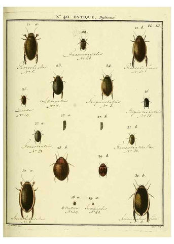 Reproducción/Reproduction 8112703905: Entomologie, ou, Histoire naturelle des insectes :. A Paris :De l'Imprimerie de Baudoin,1789-1808.