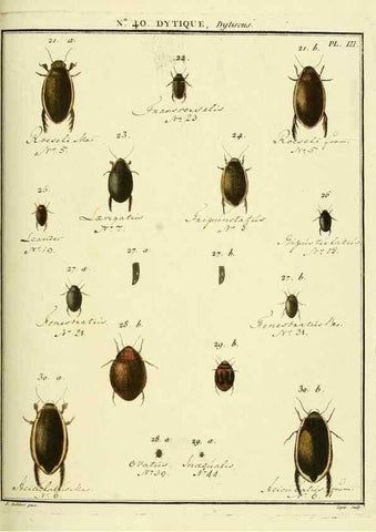 Reproducción/Reproduction 8112703905: Entomologie, ou, Histoire naturelle des insectes :. A Paris :De l'Imprimerie de Baudoin,1789-1808.