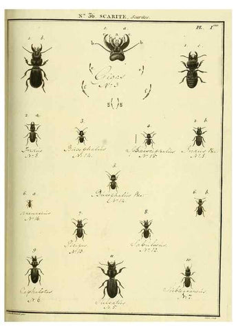 Reproducción/Reproduction 8112699897: Entomologie, ou, Histoire naturelle des insectes :. A Paris :De l'Imprimerie de Baudoin,1789-1808.