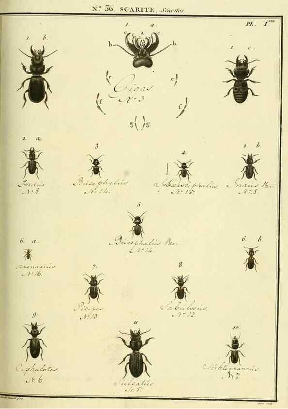 Reproducción/Reproduction 8112699897: Entomologie, ou, Histoire naturelle des insectes :. A Paris :De l'Imprimerie de Baudoin,1789-1808.
