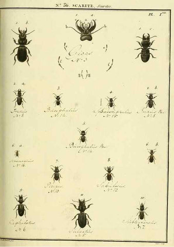 Reproducción/Reproduction 8112699897: Entomologie, ou, Histoire naturelle des insectes :. A Paris :De l'Imprimerie de Baudoin,1789-1808.