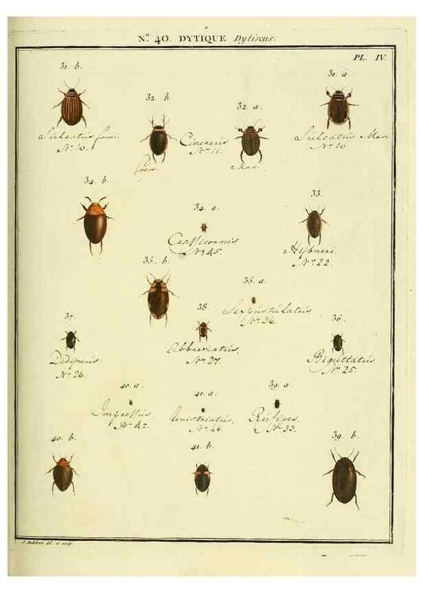 Reproducción/Reproduction 8112704299: Entomologie, ou, Histoire naturelle des insectes :. A Paris :De l'Imprimerie de Baudoin,1789-1808.