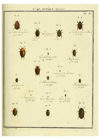Reproducción/Reproduction 8112704299: Entomologie, ou, Histoire naturelle des insectes :. A Paris :De l'Imprimerie de Baudoin,1789-1808.