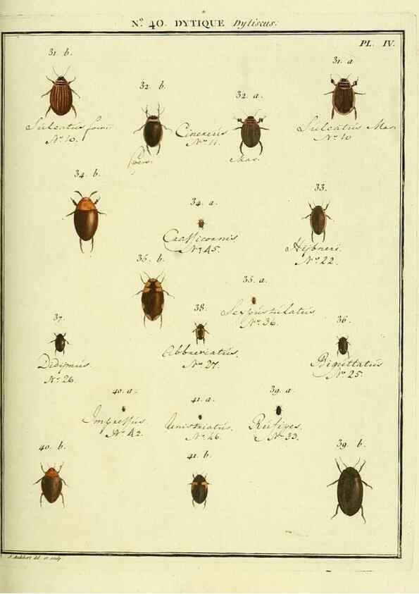 Reproducción/Reproduction 8112704299: Entomologie, ou, Histoire naturelle des insectes :. A Paris :De l'Imprimerie de Baudoin,1789-1808.