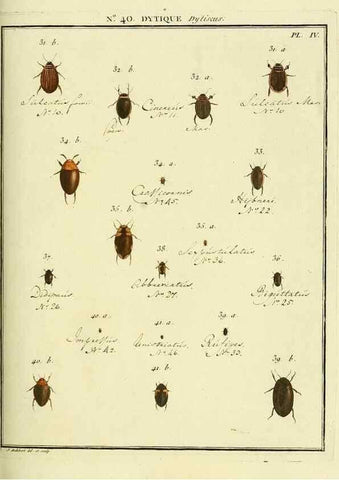 Reproducción/Reproduction 8112704299: Entomologie, ou, Histoire naturelle des insectes :. A Paris :De l'Imprimerie de Baudoin,1789-1808.