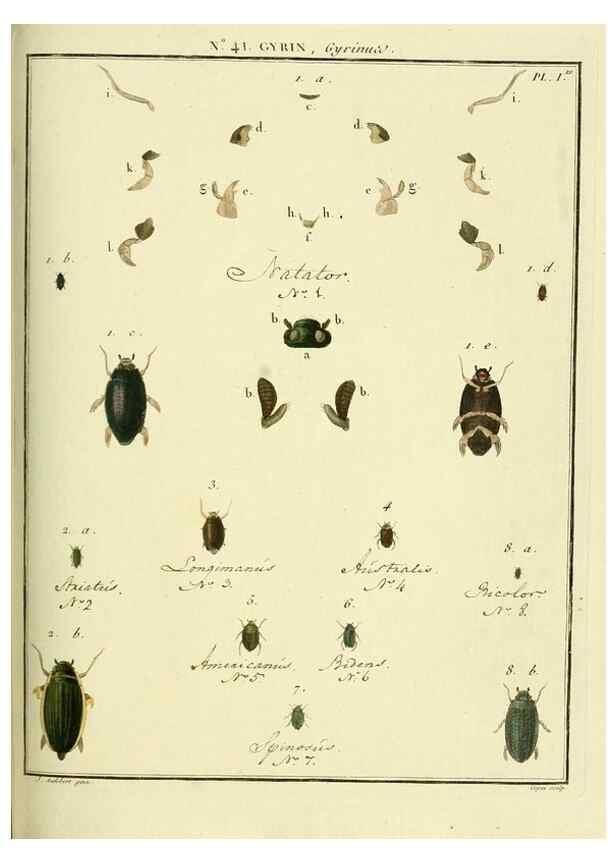 Reproducción/Reproduction 8112705427: Entomologie, ou, Histoire naturelle des insectes :. A Paris :De l'Imprimerie de Baudoin,1789-1808.