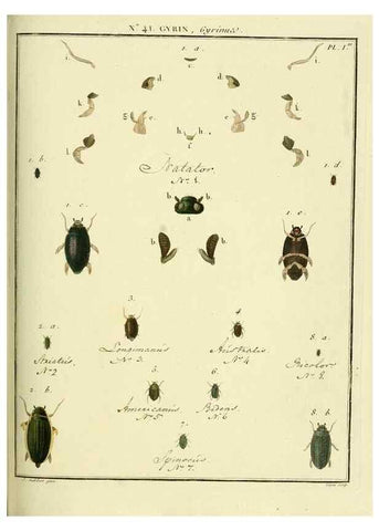 Reproducción/Reproduction 8112705427: Entomologie, ou, Histoire naturelle des insectes :. A Paris :De l'Imprimerie de Baudoin,1789-1808.