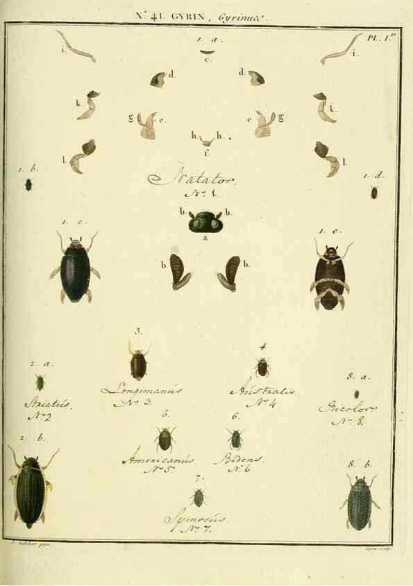 Reproducción/Reproduction 8112705427: Entomologie, ou, Histoire naturelle des insectes :. A Paris :De l'Imprimerie de Baudoin,1789-1808.