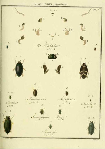 Reproducción/Reproduction 8112705427: Entomologie, ou, Histoire naturelle des insectes :. A Paris :De l'Imprimerie de Baudoin,1789-1808.