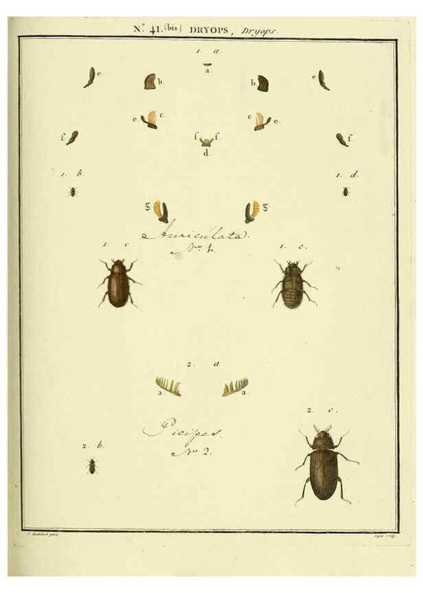 Reproducción/Reproduction 8112715096: Entomologie, ou, Histoire naturelle des insectes :. A Paris :De l'Imprimerie de Baudoin,1789-1808.