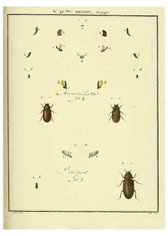 Reproducción/Reproduction 8112715096: Entomologie, ou, Histoire naturelle des insectes :. A Paris :De l'Imprimerie de Baudoin,1789-1808.