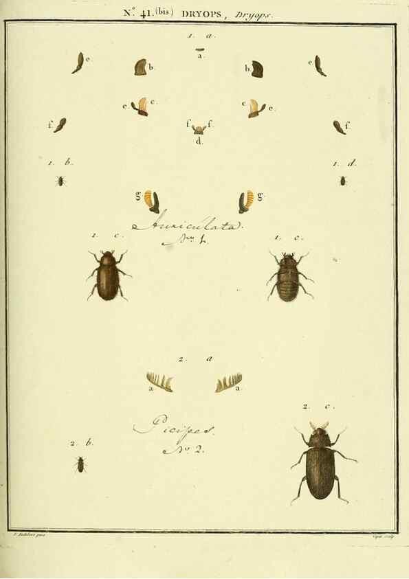 Reproducción/Reproduction 8112715096: Entomologie, ou, Histoire naturelle des insectes :. A Paris :De l'Imprimerie de Baudoin,1789-1808.