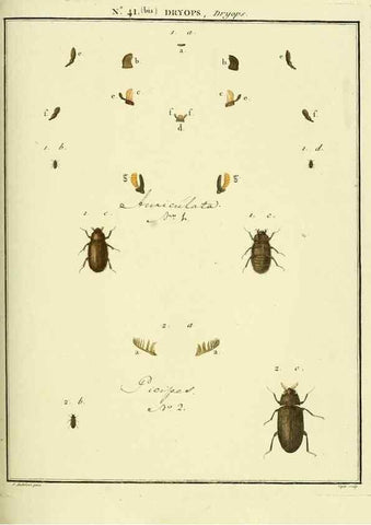 Reproducción/Reproduction 8112715096: Entomologie, ou, Histoire naturelle des insectes :. A Paris :De l'Imprimerie de Baudoin,1789-1808.