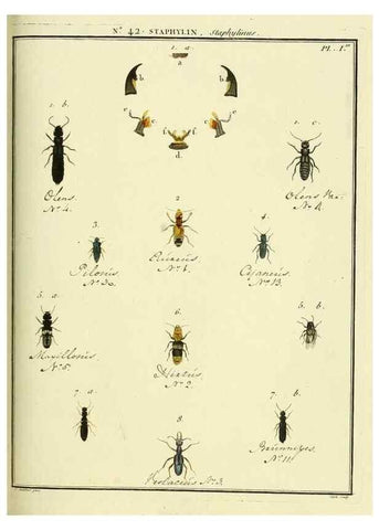 Reproducción/Reproduction 8112706333: Entomologie, ou, Histoire naturelle des insectes :. A Paris :De l'Imprimerie de Baudoin,1789-1808.