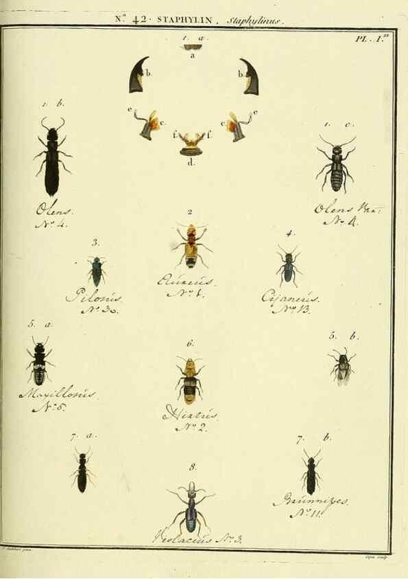 Reproducción/Reproduction 8112706333: Entomologie, ou, Histoire naturelle des insectes :. A Paris :De l'Imprimerie de Baudoin,1789-1808.