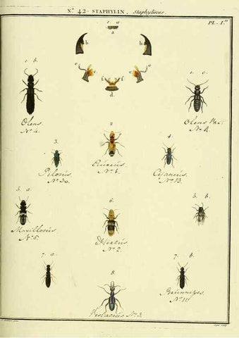 Reproducción/Reproduction 8112706333: Entomologie, ou, Histoire naturelle des insectes :. A Paris :De l'Imprimerie de Baudoin,1789-1808.