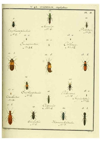 Reproducción/Reproduction 8112706849: Entomologie, ou, Histoire naturelle des insectes :. A Paris :De l'Imprimerie de Baudoin,1789-1808.