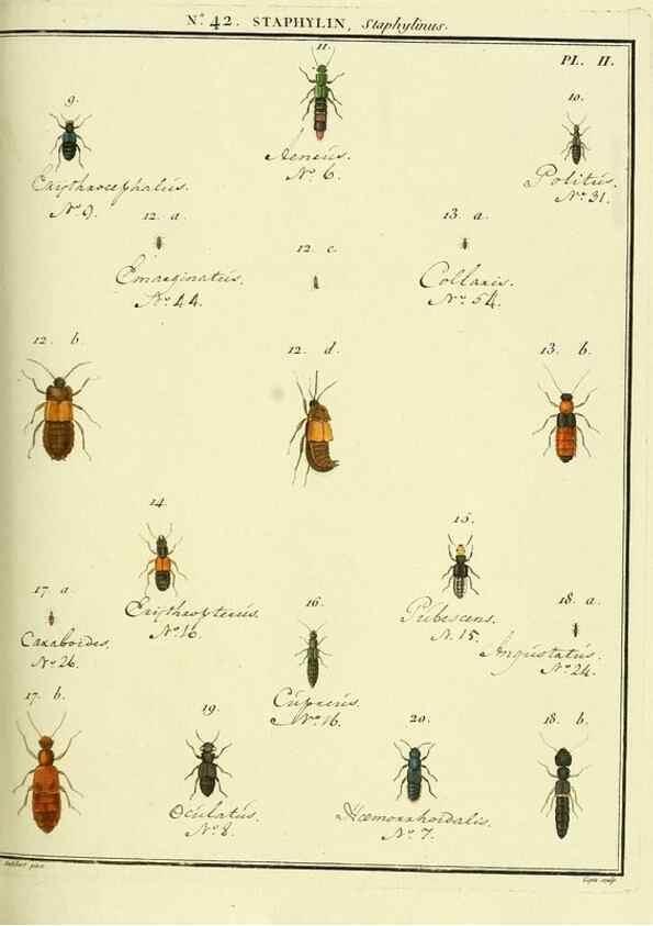 Reproducción/Reproduction 8112706849: Entomologie, ou, Histoire naturelle des insectes :. A Paris :De l'Imprimerie de Baudoin,1789-1808.