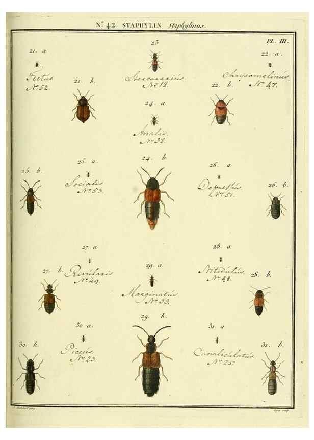 Reproducción/Reproduction 8112707275: Entomologie, ou, Histoire naturelle des insectes :. A Paris :De l'Imprimerie de Baudoin,1789-1808.