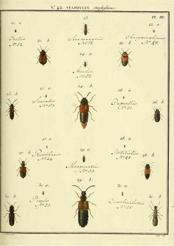 Reproducción/Reproduction 8112707275: Entomologie, ou, Histoire naturelle des insectes :. A Paris :De l'Imprimerie de Baudoin,1789-1808.