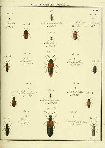 Reproducción/Reproduction 8112707275: Entomologie, ou, Histoire naturelle des insectes :. A Paris :De l'Imprimerie de Baudoin,1789-1808.