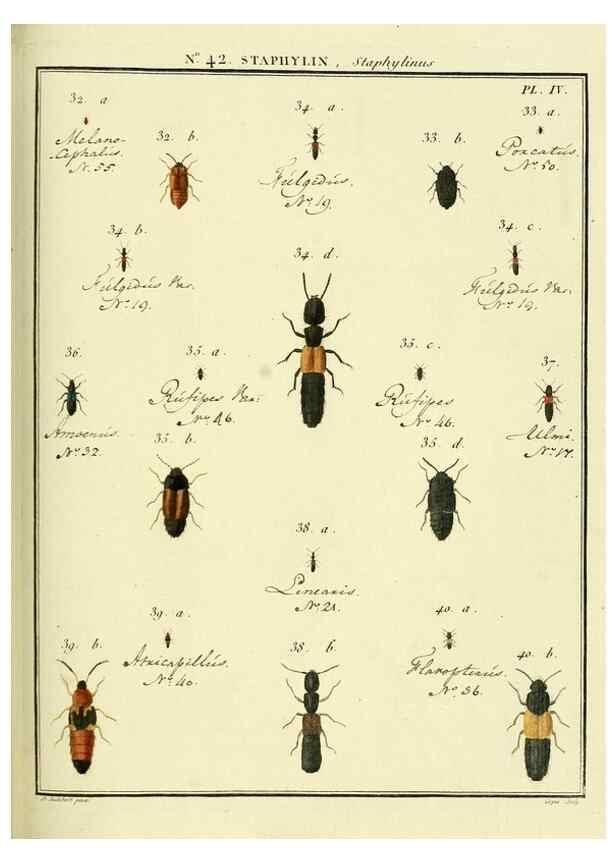 Reproducción/Reproduction 8112716974: Entomologie, ou, Histoire naturelle des insectes :. A Paris :De l'Imprimerie de Baudoin,1789-1808.