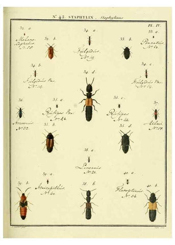 Reproducción/Reproduction 8112716974: Entomologie, ou, Histoire naturelle des insectes :. A Paris :De l'Imprimerie de Baudoin,1789-1808.