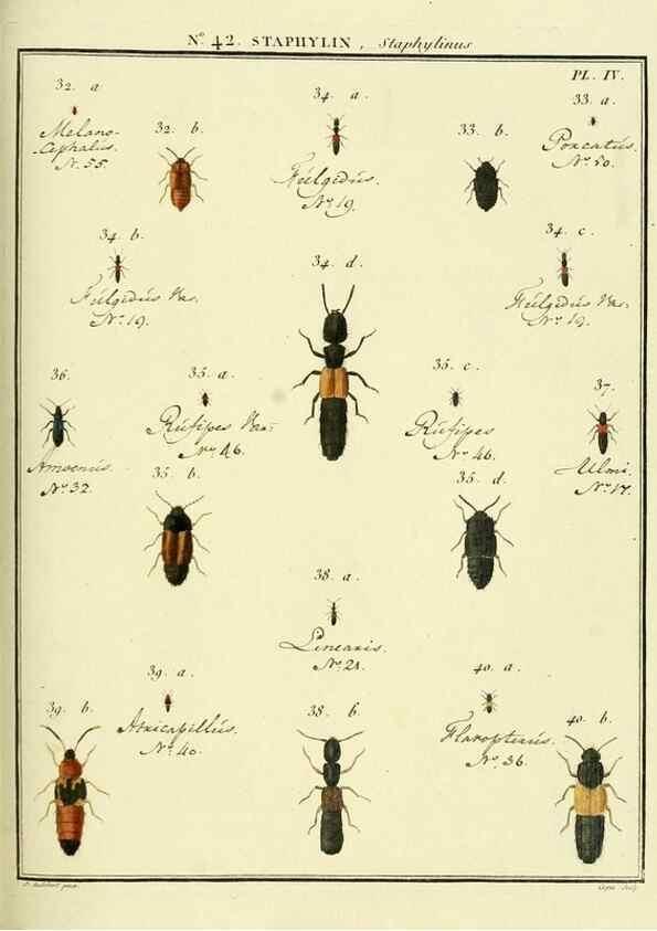 Reproducción/Reproduction 8112716974: Entomologie, ou, Histoire naturelle des insectes :. A Paris :De l'Imprimerie de Baudoin,1789-1808.